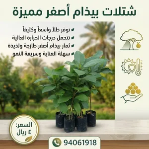 بيذام اصفر