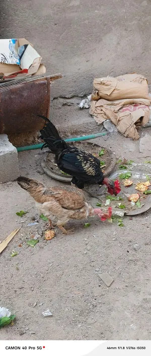 دجاجه وديج امهات ركيبه