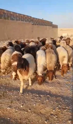 مشاء الله تبارك تبارك الرحمن صلو على النبي محمد صلى الله عليه وسلم غنم طيبه عشار