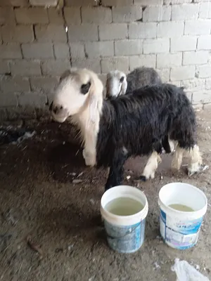 سلام عليكم  عواسي حلوات مالت بيت ونضاف خوان سبب البيع زيده حاجه  من حلالي خاص سمهان معلوف براسه مكفو