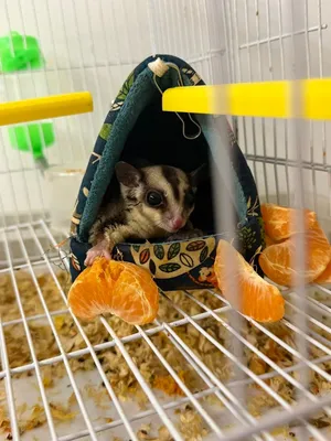 حيوان شوقر قلايدر نوع كاراميل sugar glider