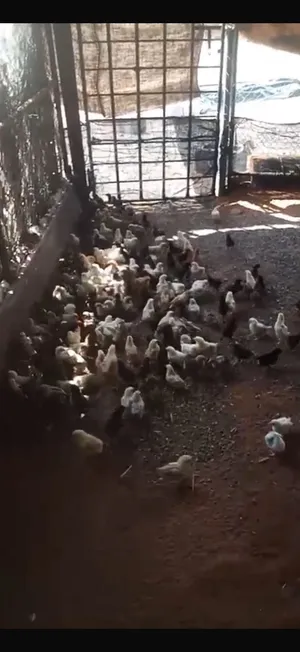 صيصان للبيع العمر تقريبا 15يوم العدد تقريبا 300 سلاله مكس