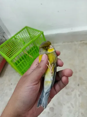 فحول كناري
