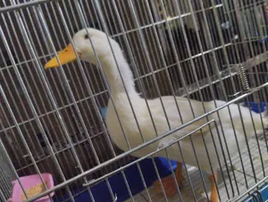 adult male white duck