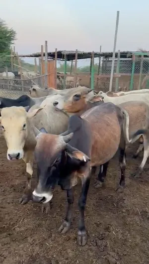 ثيران أثيوبيه