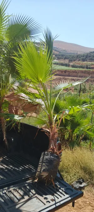 نخل وأشنطونيا زينه بأقل الاسعار بالمملكه