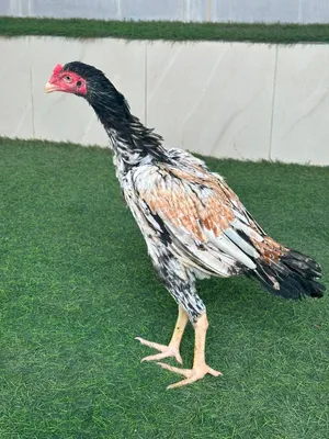 ديك بكستاني