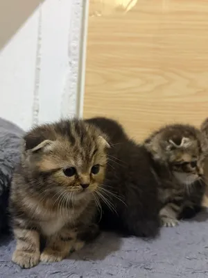 3male and one female