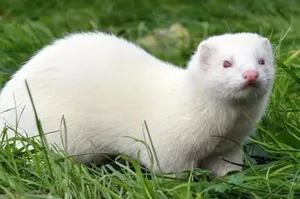 مطلوب نمس انثى Female mongoose wanted.