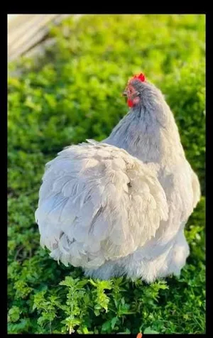 جوزين دجاج كوتشينا لون مميز شغالات