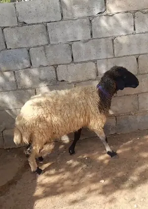 عقيقه ذبيحه نذر بلدي سن نظيف الموقع سحاب السعر 165