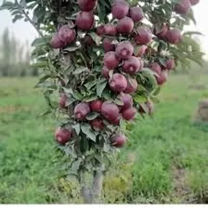 لدينا تفاح أحمر وأي فواكه أخرى قد تطلبها؛ ما عليك سوى تقديم طلب، وسنقوم بشحنه إليك لإتمام عملية ال