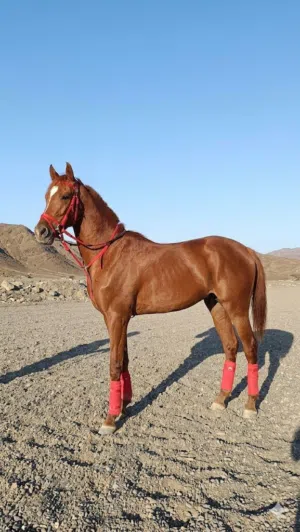 مهر عربي العمر 4 سنوات