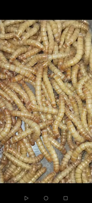 دود القبابي حي ميلوورم mealworm غذاء ممتاز بروتين حيواني لا يسبب التشحيم للطيور والاسمام