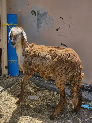 للبيع حملة سودانية سن الإنتاج