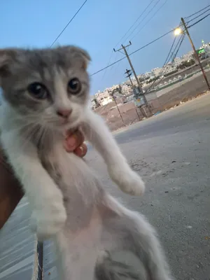 سكوتش فولد للبيع