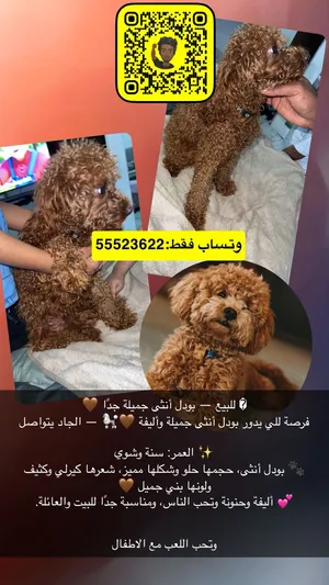 بودل أنثى جميلة وأليفة