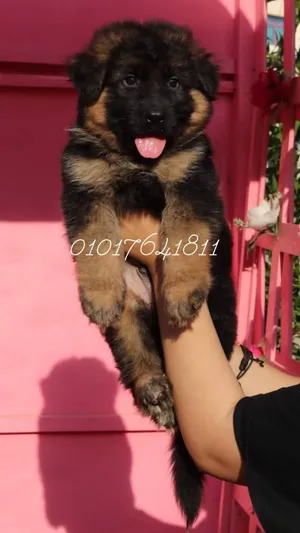 جراوي جيرمان للبيع German Shepherd Puppies for sale