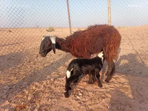 للبيع جاعه مع ولدها كبش عمره شهر