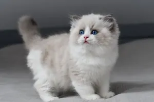 Ragdoll Kitten