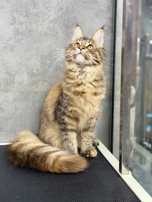 Mainecoon Female Kitten available