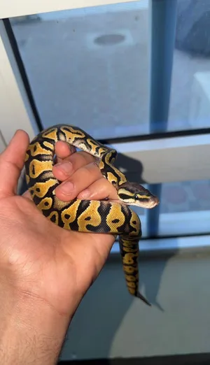 ثعبان Ball python للبيع