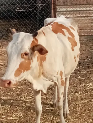 بقره تهجين للبيع