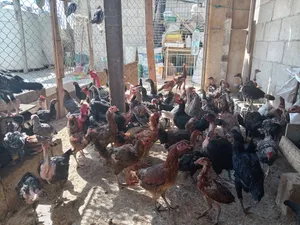 دجاج بلدي وابر رقيبه وفرخات للبيع