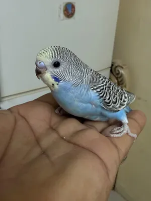 Baby off budgie