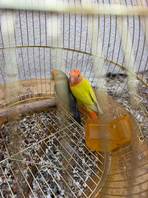 زوج روز مع القفص