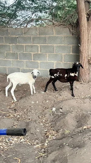 كبش وحمله حلال بيرشن