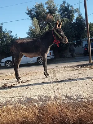 حمار فحل للبيع العمر 3 سنينن كفاله حمل حراث