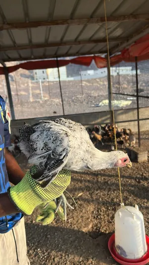 دجاج عماني للبيع بريال واحد فقط!