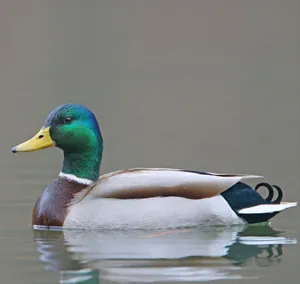 Mallard Duck available good and healthy  location Dubai al aweer 2