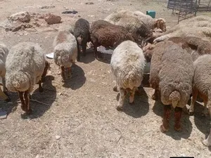 حلال بلدي عقائق نذر مناسبات فدوى جميع الاوزان متوفرة بأقل الاسعار بالصلاة على النبي
