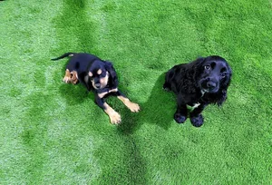 English Spaniel Cocker puppy جرو اسبانيل كوكر