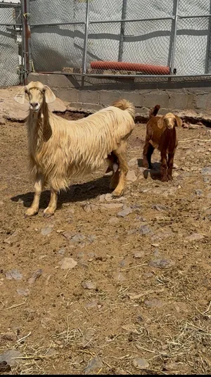 شاه جلحا من حلال الجواميد تحتها تيس اجلح محقوص