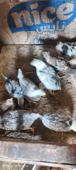 دجاج كويتي