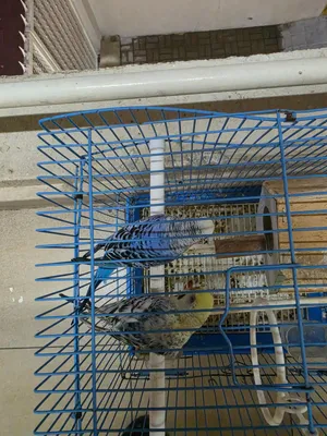 Parrots for Sale with Cages  1 Yellow Lovebird 2 Budgies (Male & Female Pair)