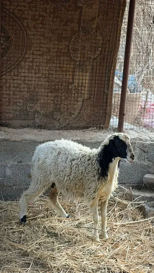 كبش عماني للبيع