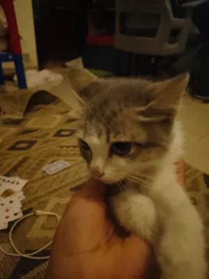 قط بدون اشي