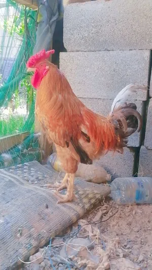 ديك و ديايه للبيع اصحه ممتازه عليهن وزن اقرا الوصف