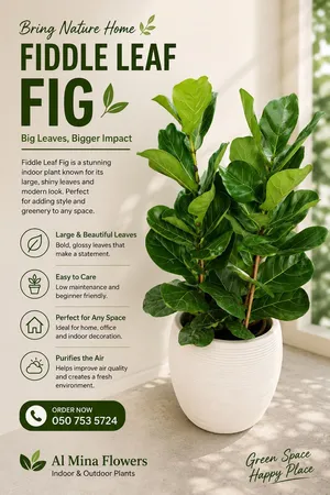 Indoor Plants Collection – Areca Palm, Dieffenbachia & Bird of Paradise Abu Dhabi