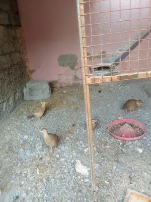 للبيع اربع طيور باكستانيات