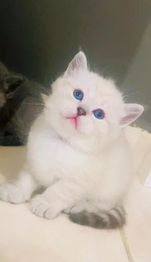For Sale: Cute British / Scottish Kitten (Stunning Blue Eyes)