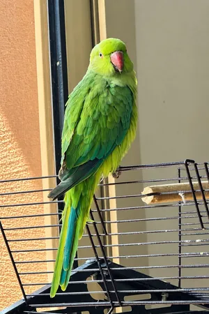 Green beautifull female indian ring neck for sale for only 600!! Come  and buy it now