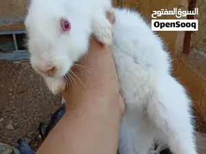 ارنب فرنسي و كتتين برسيم و مشرب ارنب للبيع  كته برسيم بخمسه وحده و الارنب خمس دنانير و المشرب بدينار