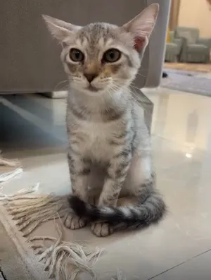 قط ذكر عمره ثلاث شهور للتبني