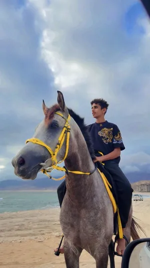 خيل فحل عربي اصيل