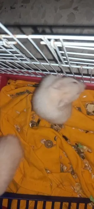 هامستارين سوري الأبيض للبيع